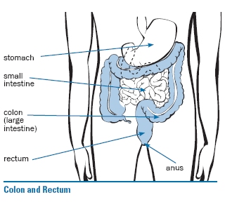 colon and rectum diagram for colonoscopy