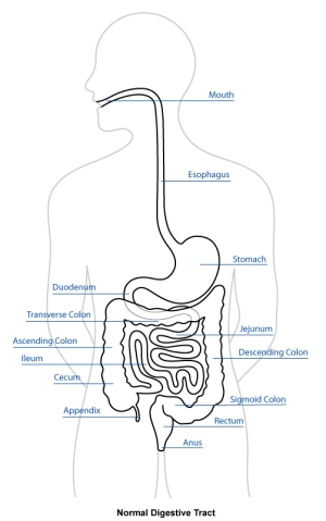 digestive tract