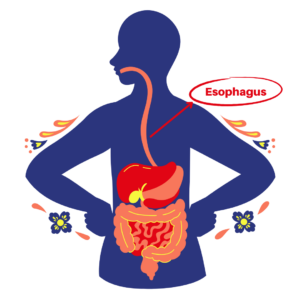 Digestive system: esophagus
