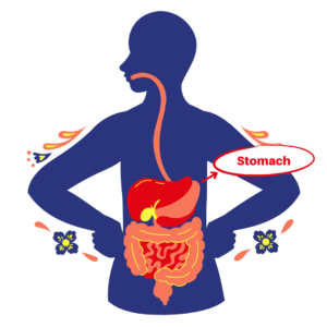 Digestive system: stomach