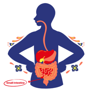 Digestive system: small intestine