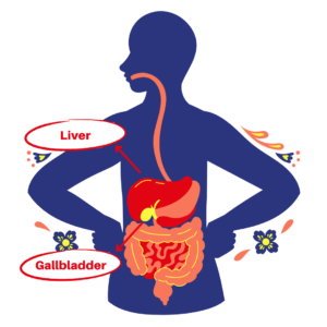 Digestive system: liver and gallbladder