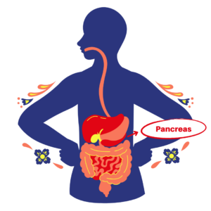 Digestive system: pancreas