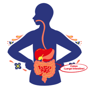 Digestive system: colon and large intestine