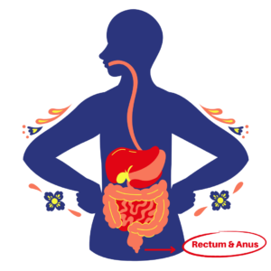 Digestive system: rectum and anus